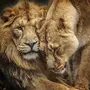 Львы любовь