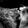Львы любовь