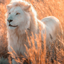 Белый Лев