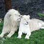 Белый Лев