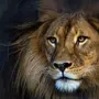 Головы льва
