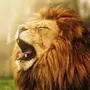 Головы льва