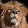 Головы Льва