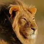 Головы Льва