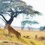 Африканский лев