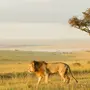Африканский Лев