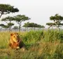 Африканский лев