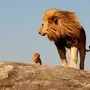Со львом
