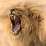 Лев рычит