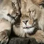 Целующиеся Львы