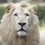 Как выглядит лев