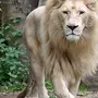Как выглядит лев