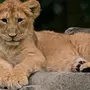 Как Выглядит Лев