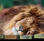 Спящий Лев