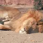 Спящий Лев