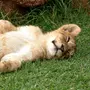 Спящий лев
