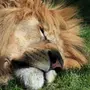 Спящий лев