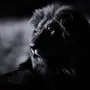 Картинка черный лев