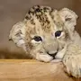 Маленький лев
