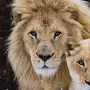 Львы и львицы