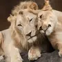 Львы И Львицы