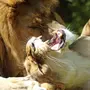 Львы И Львицы