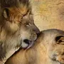 Лев со львицей
