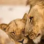 Лев со львицей