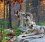 Лесной волк