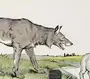Волк И Ягненок Картинки