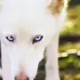 Волк с голубыми глазами