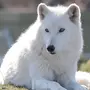 Волк с голубыми глазами