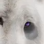Волк С Голубыми Глазами