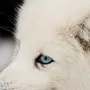 Волк С Голубыми Глазами