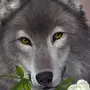 Волк в лесу картинки для детей