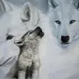 Волк в лесу картинки для детей