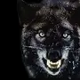 Злая Волчица