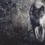 Волка На Черном Фоне