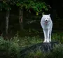Волка На Черном Фоне