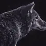 Волка на черном фоне