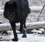 Скачать черного волка