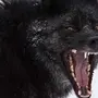 Скачать Черного Волка