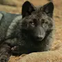 Скачать черного волка
