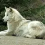 Самый большой волк в мире