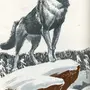 Виннипегский Волк Картинки