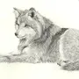 Виннипегский волк картинки
