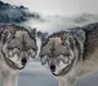 Скачать волка на заставку