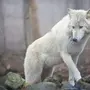 Белая волчица