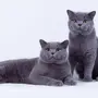 Фотки Британской Кошки