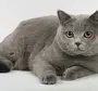 Фотки британской кошки
